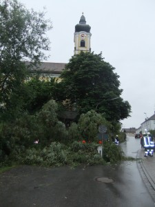 Der Baum blockierte die Zufahrt zur Donau