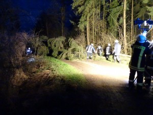 Da der Strom bereits abgeschaltet war, konnte zügig mit der Beseitigung des Baumes begonnen werden